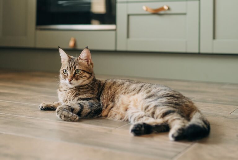 Dosage Guidelines: How Much CBD Oil Should You Give Your Cat?